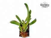 Dendrochilum pulcherrimum (Habitus) - Currlin Orchideen