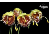 Diodonopsis erinacea - Currlin Orchideen
