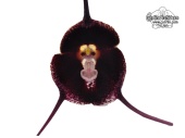Dracula pholeodytes (Flower) - Currlin Orchideen