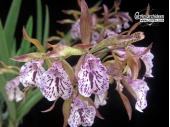 Encyvola Jairak Treasure 'Green Cochoa' - Currlin Orchideen