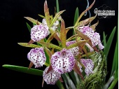 Encyvola Jairak Treasure 'Kakapo' - Currlin Orchideen
