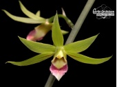eulophia euglossa currlin orchideen