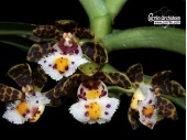 Gastrochilus bellinus - Currlin Orchideen