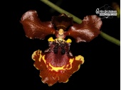 Gomesa novaesae (syn. Oncidium zappii) - Currlin Orchideen
