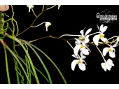 Holcoglossum wangii (Habitus) - Currlin Orchideen