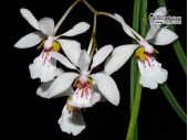 Holcoglossum wangii (Flowers) - Currlin Orchideen