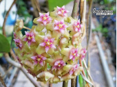 Hoya aff. glabra (Flowers) - Currlin Orchideen
