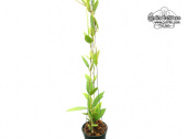 Hoya australis ssp. rupicola (Habitus) - Currlin Orchideen