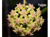 Hoya balaensis von Currlin Orchideen