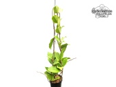 Hoya bicolor (Habitus) - Currlin Orchideen