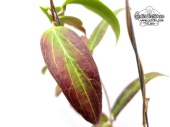 Hoya bordenii cf. (Leaves) - Currlin Orchideen