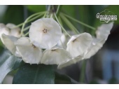 Hoya campanulata (Habitus) - Currlin Orchideen