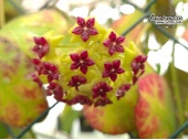 Hoya cinnamomifolia (Flowers) - Currlin Orchideen