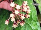 Hoya clemensiorum - Currlin Orchideen