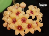 Hoya cutis-porcelana (Flowers) - Currlin Orchideen