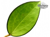 Hoya cv. Icensis 023 (Leaves) - Currlin Orchideen