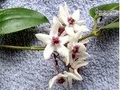 Hoya cv. Iris Marie - Currlin Orchideen