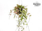 Hoya cv. Rosita (Habitus) - Currlin Orchideen