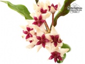 Hoya cv. Patricia von Currlin Orchideen