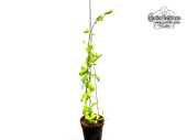 Hoya diptera 'Fiji' (Habitus) - Currlin Orchideen
