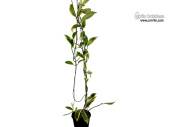 Hoya diversifolia 'albomarginata' (Habitus) - Currlin Orchideen