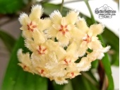 Hoya erythrina (Flowers) - Currlin Orchideen
