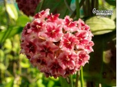 Hoya erythrostemma IML 1425 'Shocking Pink' von Currlin Orchideen