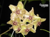 Hoya filiformis (Flowers) - Currlin Orchideen