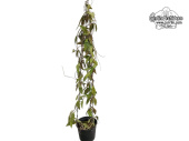Hoya flagellata 'Gold' (Habitus) - Currlin Orchideen