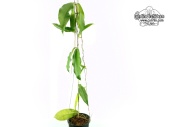 Hoya flavescens (Habitus) - Currlin Orchideen