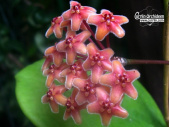 Hoya flavida - Currlin Orchideen