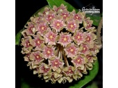 Hoya glabra 'Borneo' (Flowers) - Currlin Orchideen
