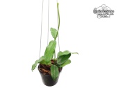 Hoya globulosa (Habitus) - Currlin Orchideen