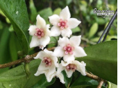Hoya graveolens - Currlin Orchideen