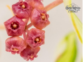 Hoya heuschkeliana 'variegata' - Currlin Orchideen