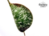 Hoya imbricata (Leaf) - Currlin Orchideen