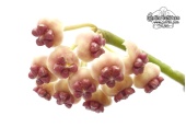 Hoya kerrii 'Splash Leaves' (Flowers) - Currlin Orchideen