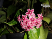 Hoya lamingtoniae - Currlin Orchideen