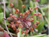 Hoya loheri (Flowers) - Currlin Orchideen