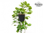 Hoya lucardenasiana (Habitus) - Currlin Orchideen