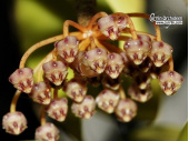 Hoya micrantha 'Big Leaves' - Currlin Orchideen