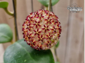 Hoya mindorensis PG12 (Flower) - Currlin Orchideen