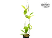Hoya mindorensis 'Yellow Flowers' (Habitus) - Currlin Orchideen