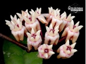 Hoya mitrata 'Pink Flowers' (Flowers) - Currlin Orchideen