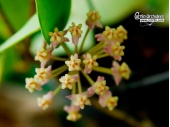 Hoya myrmecopa (Flowers) - Currlin Orchideen