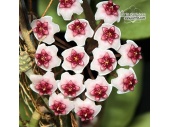 Hoya obovata (Currlin Orchideen)