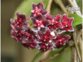 Hoya pubicalyx 'Royal Hawaiian Purple' (Currlin Orchideen)