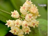 Hoya scortechinii 'White Flowers' (Flowers) - Currlin Orchideen