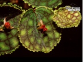 Lepanthes calodictyon (Flowers) - Currlin Orchideen