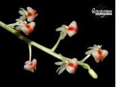 Liparis rhombea - Currlin Orchideen